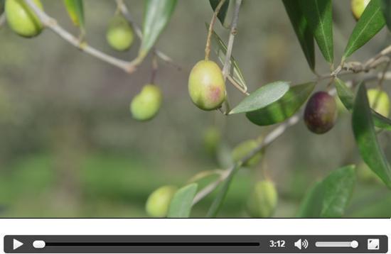 Video Olio Zazzeri